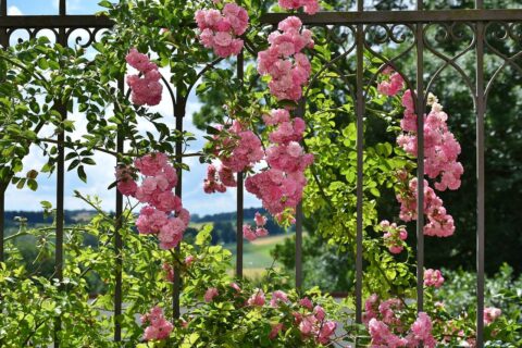 Metallzaun als Rankhilfe für Rosen